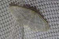 Idaea subsericeata