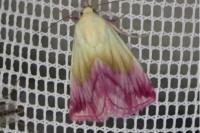 Eublemma purpurina