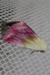 Eublemma purpurina