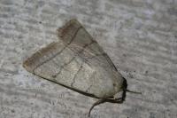 Charanyca trigrammica