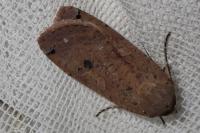 Noctua pronuba