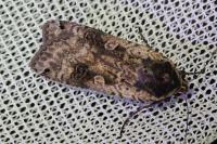 Noctua pronuba