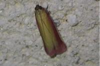 Oncocera semirubella