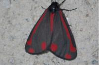 Tyria jacobaeae
