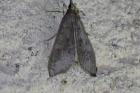 Mecyna asinalis
