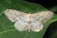 Idaea seriata