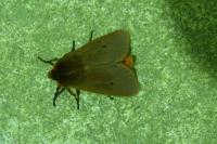 Phragmatobia fuliginosa