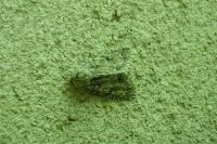Acronicta aceris