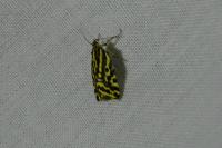Emmelia trabealis
