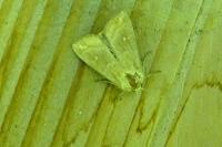 Mythimna albipuncta