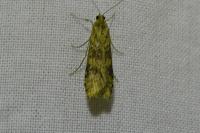 Nomophila noctuella