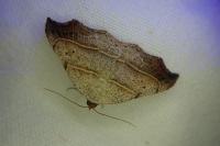 Laspeyria flexula