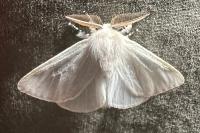 Leucoma salicis