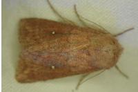 Mythimna albipuncta