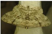 Peribatodes rhomboidaria rhomboidaria