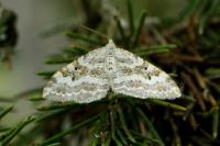 Xanthorhoe montanata