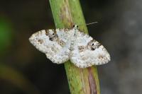 Xanthorhoe montanata