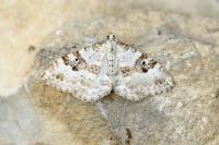 Xanthorhoe montanata