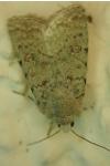 Caradrina clavipalpis