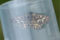 Ematurga atomaria