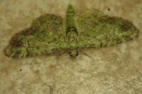 Pasiphila rectangulata