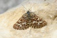 Ematurga atomaria