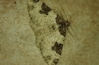 Xanthorhoe fluctuata