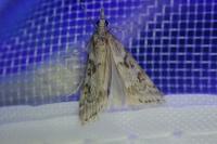 Eudonia angustea