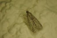 Ephestia