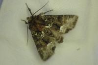Oligia