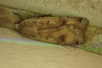 Noctua pronuba