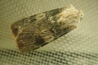 Agrotis puta