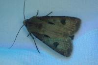 Agrotis exclamationis exclamationis
