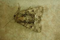 Oligia