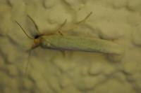 Eilema caniola