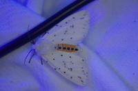 Spilosoma lubricipeda