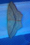 Scopula imitaria