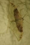 Idaea degeneraria