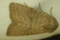 Hoplodrina ambigua