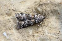 Dioryctria