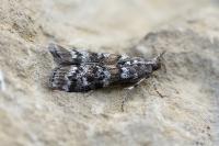 Dioryctria