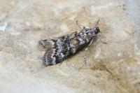 Dioryctria