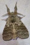 Calliteara pudibunda