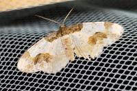 Ligdia adustata
