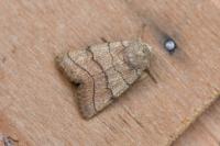Charanyca trigrammica