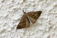 Hypena proboscidalis