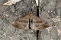 Hypena proboscidalis
