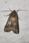 Agrotis ipsilon