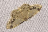 Idaea trigeminata