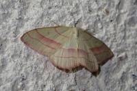 Rhodostrophia vibicaria